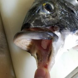 落とし込みでチヌ