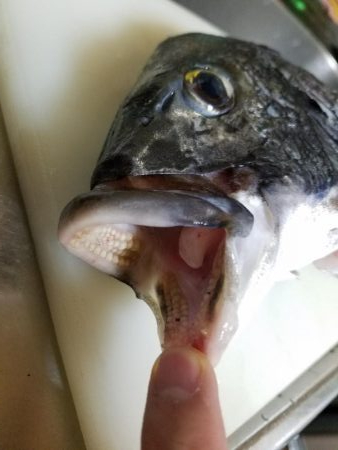 落とし込みでチヌ