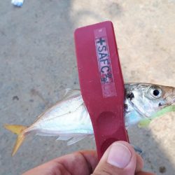 伊勢湾アジング