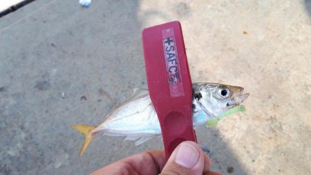 伊勢湾アジング