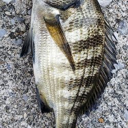 アオイソメで餌釣り