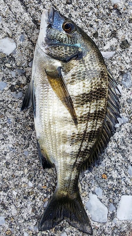 アオイソメで餌釣り