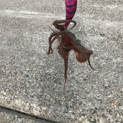 播磨新島タコ(2018-6)