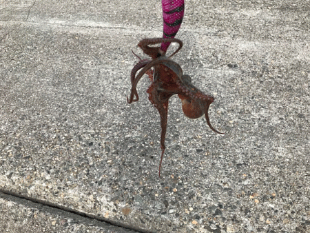 播磨新島タコ(2018-6)