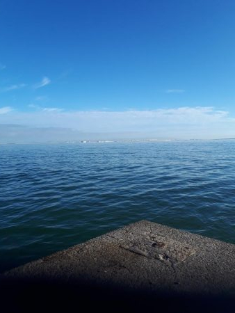 サゴシちらほら