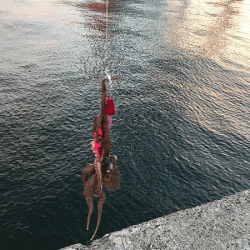 播磨新島タコ(2018-7)