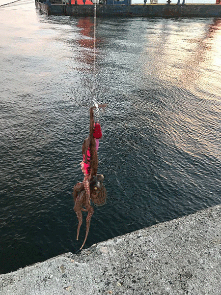 播磨新島タコ(2018-7)