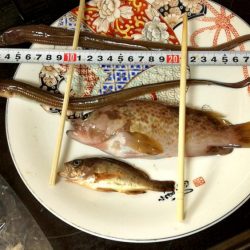 アコウ　あなご