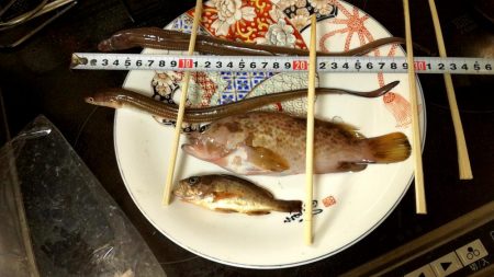 アコウ　あなご