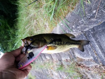 ダッジでゲット