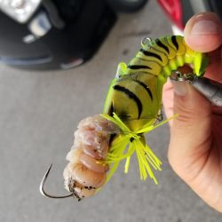 タコーレでタコつったーれ。