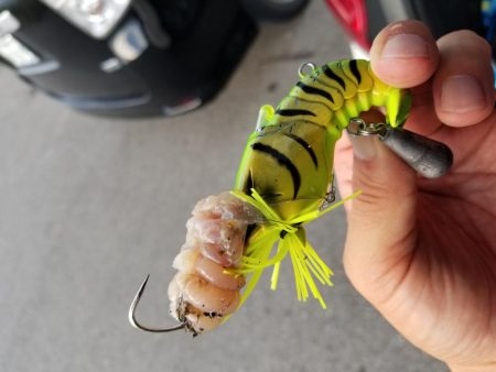 タコーレでタコつったーれ。