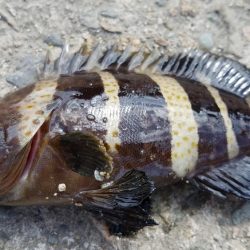 キスの顔が見れた