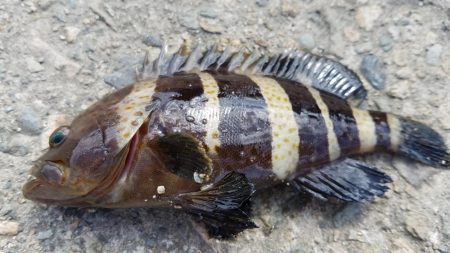 キスの顔が見れた