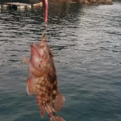 キジハタ調査２２