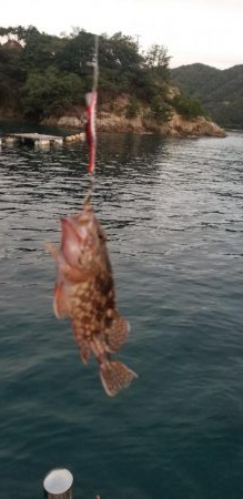 キジハタ調査２２