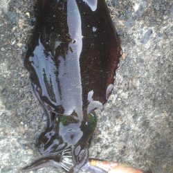 日本海アオリイカ成長中