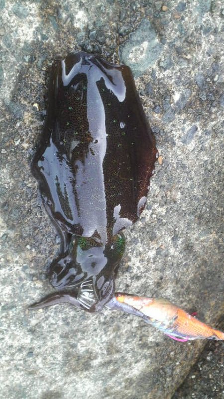 日本海アオリイカ成長中