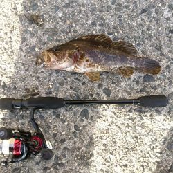 ロックフィッシュ