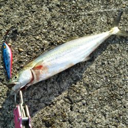 今年の初サゴシと初タチ