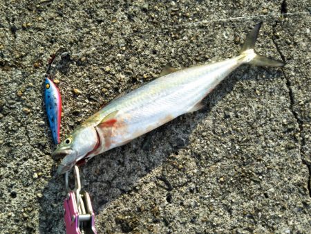 今年の初サゴシと初タチ