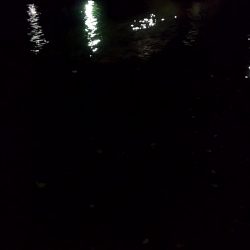 河口でぶっこみ釣り