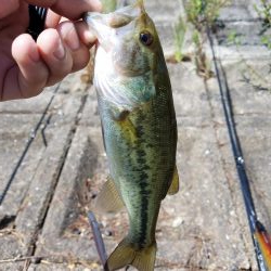 朝マズメの子バス