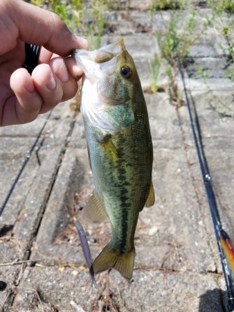 朝マズメの子バス