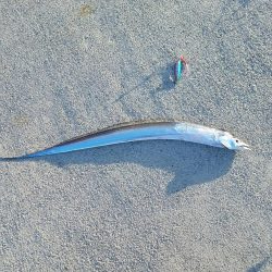 タチウオ細い‼