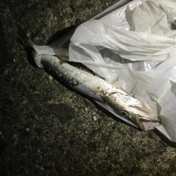 チヌ、ヘダイ、小カマス