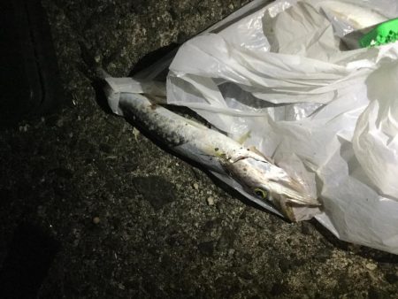 チヌ、ヘダイ、小カマス