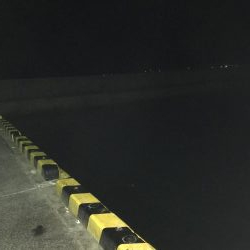 アオリイカ調査