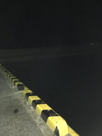 アオリイカ調査