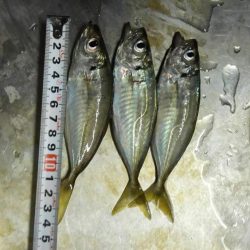 焼津港　アジング