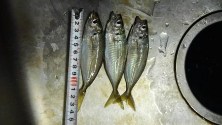 焼津港　アジング