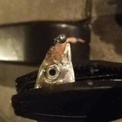 焼津港　1時間ほどアジング