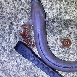 餌釣りでカサゴやアナゴ