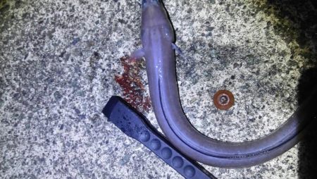 餌釣りでカサゴやアナゴ