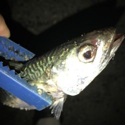 サバが、湧いてました。