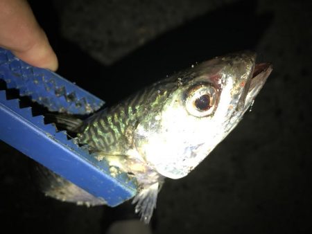 サバが、湧いてました。