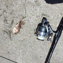 やっとグレの顔見れた