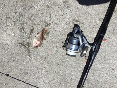 やっとグレの顔見れた