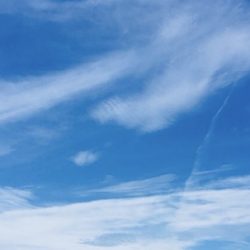 久しぶりのタコ