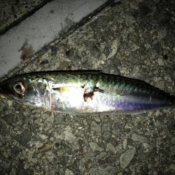 大サバ狙いも。