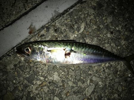 大サバ狙いも。