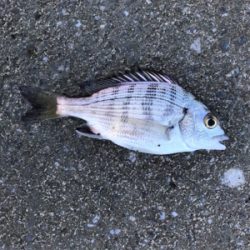 須賀港でハゼ釣り