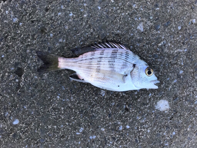 須賀港でハゼ釣り