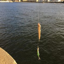 五目釣りエソ高活性笑