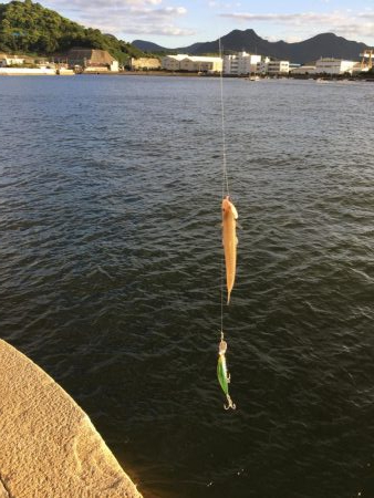 五目釣りエソ高活性笑