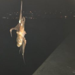 花火を見ながらナイトフィッシング